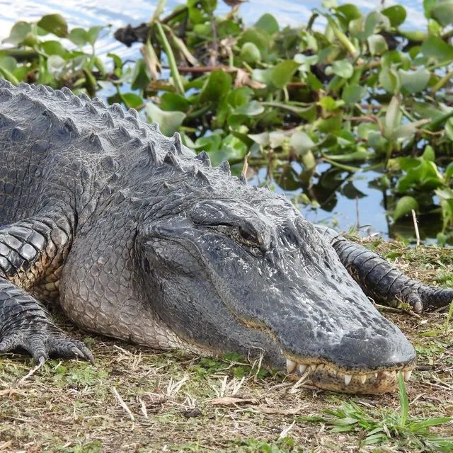 thumbnail for publication: Manejo de conflictos con la vida silvestre: convivencia con caimanes